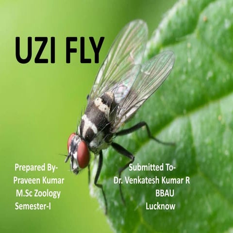 UZI_FLY Disease of  Sericulture  (P.K).pptx