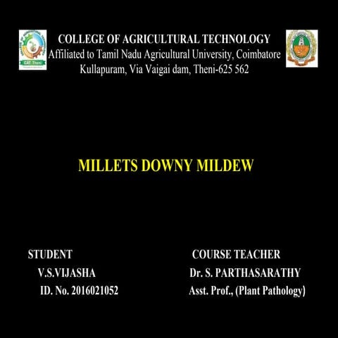 MILLETS DOWNY MILDEW