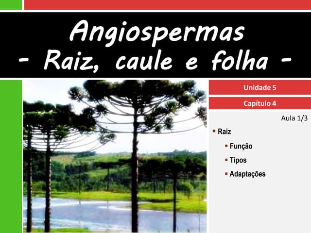 V.4 Angiospermas - raiz, caule e folha
