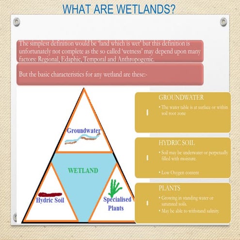 Wetlands-classification, Intertidal zone-study in flora and Fauna