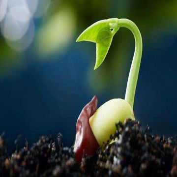 Sapling Technnque for sucess