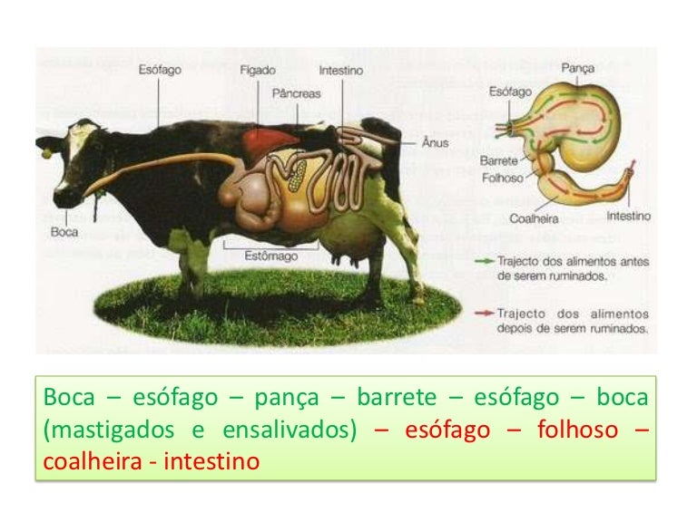 Vaca