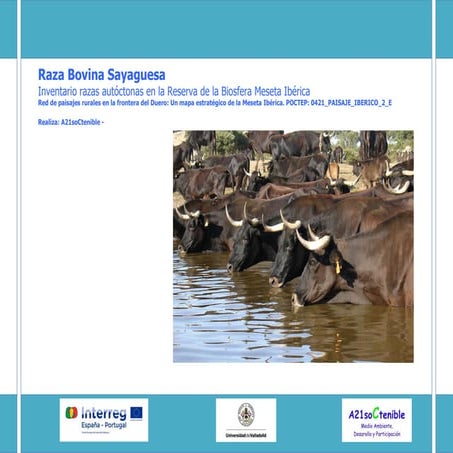 Vaca sayaguesa Inventario Reserva Biosfera | PDF
