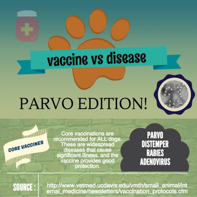 Parvo edition of Vaccine vs Disease, which is worse an infographic PDF
