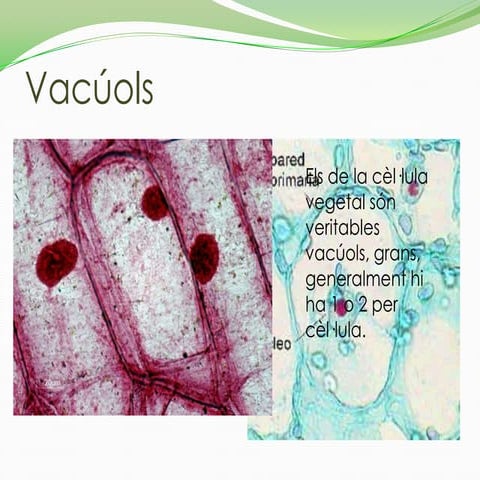 Vacúols