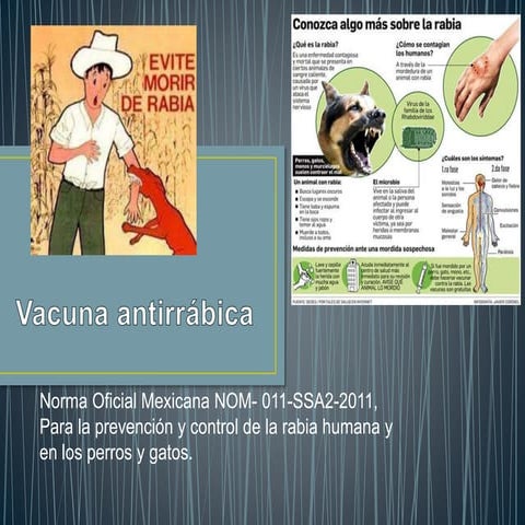 Anexo 2. Esquema de Vacunación Antirrábica REV.pptx