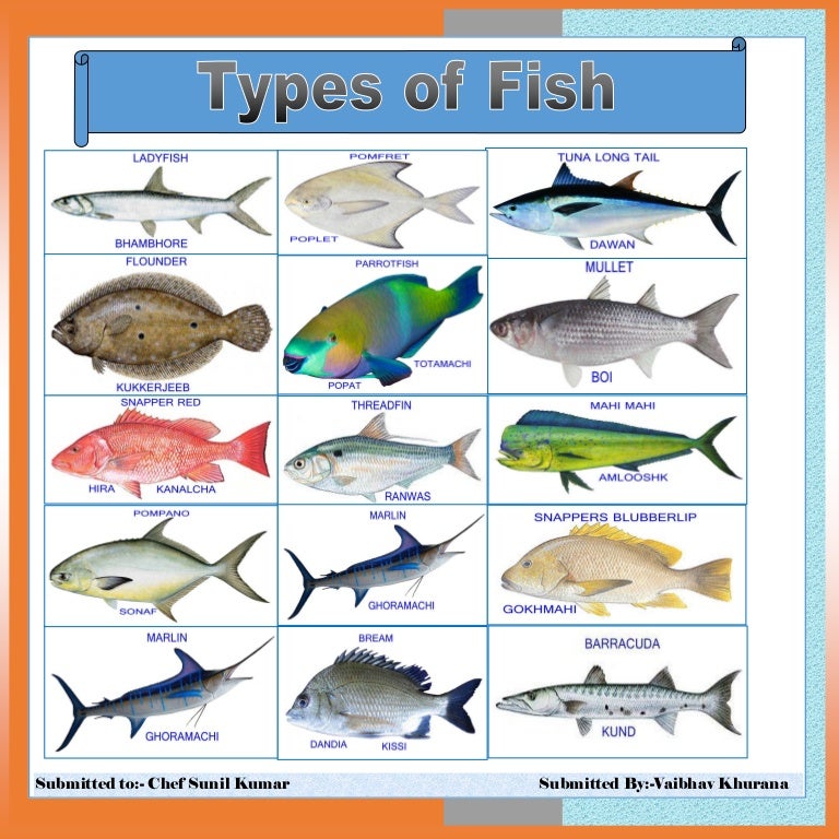 некрупная морская рыба названия. типы рыб. имена рыбы на французском. Fish types names. Kinds of fish.
