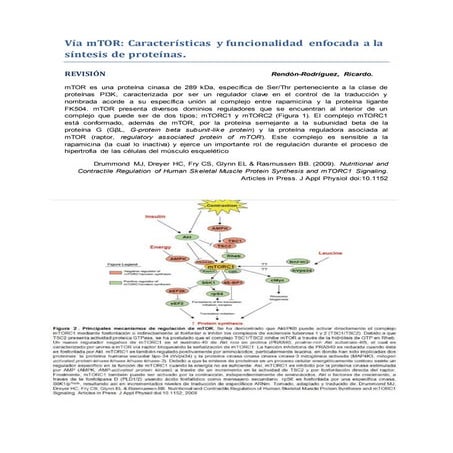 Vía mTOR: Características y funcionalidad enfocada a la síntesis de proteínas.