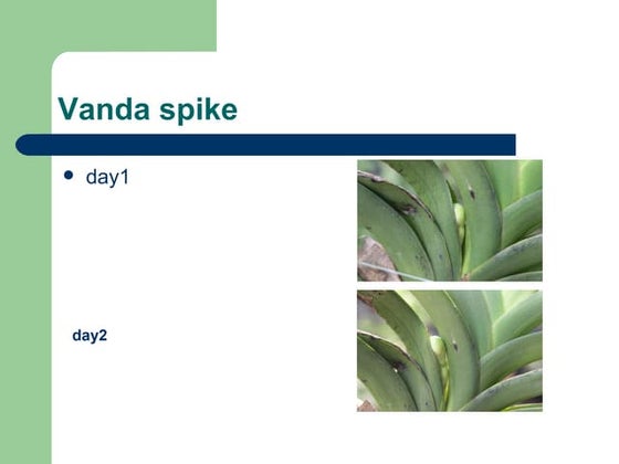vanda spike timeline | PPT