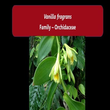 Mango maturity and ripeness guide | PDF