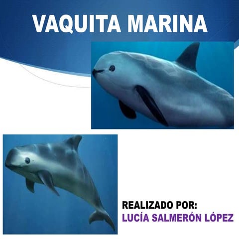 Vaquita marina 