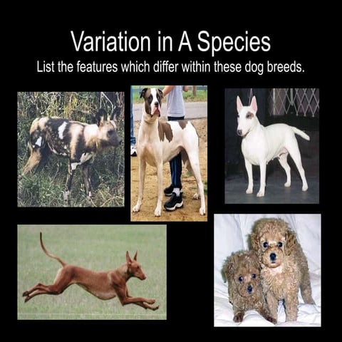 Variation_in_A_Species.pptpptpptpptpptpp