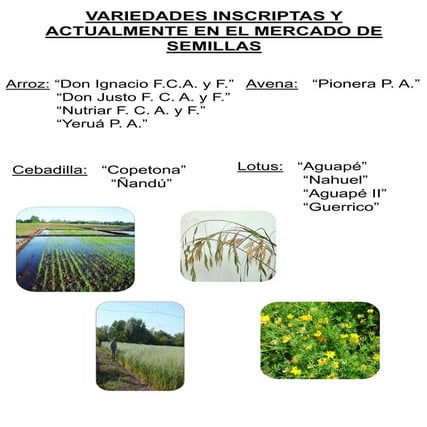 Variedades inscriptas y actualmente en el mercado de semillas