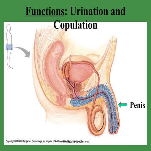 Various Parts Of Reproductive Organs& Their Functions