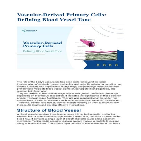 Vascular-Derived Primary Cells: Defining Blood Vessel Tone
