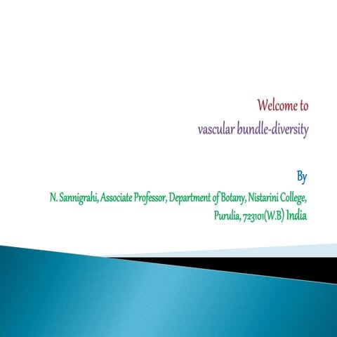 Vascular bundle diversity