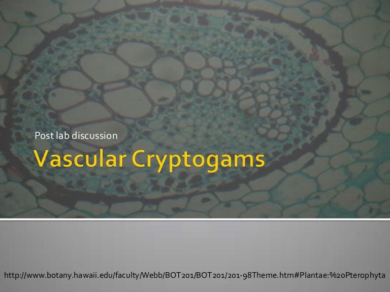 Vascular Cryptogams Postlab