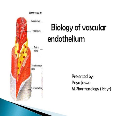 Vascular endothelium