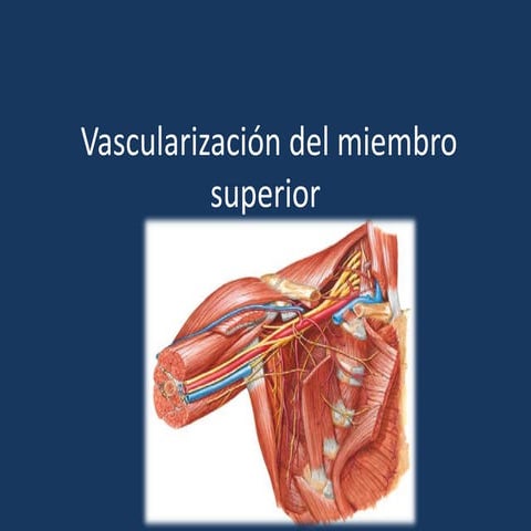 Vascularización del miembro superior