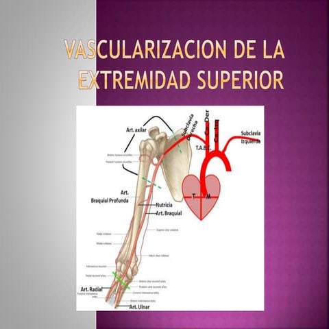 Vascularizacion de la extremidad superior