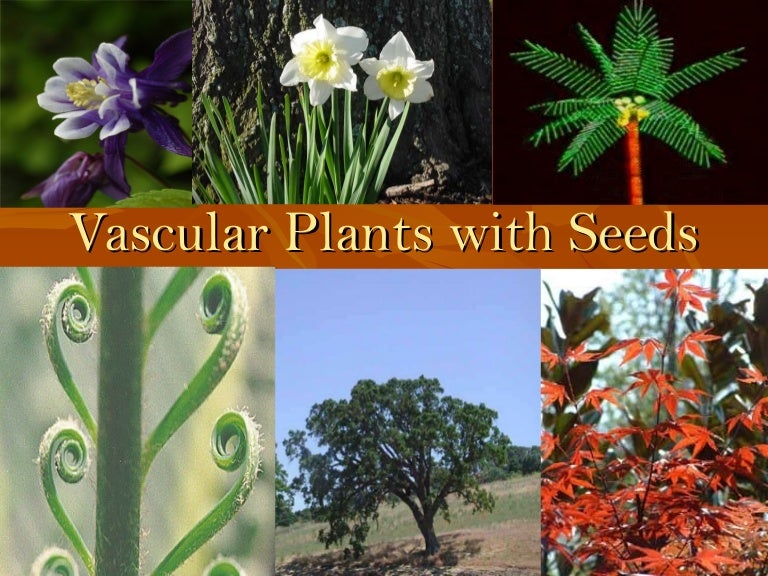 Vascular plants