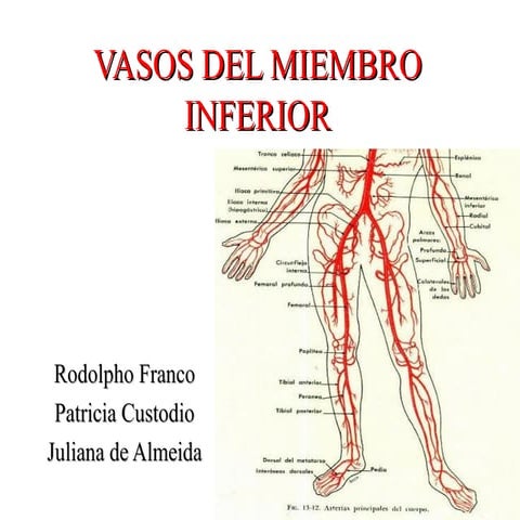Vasos miembro inferior