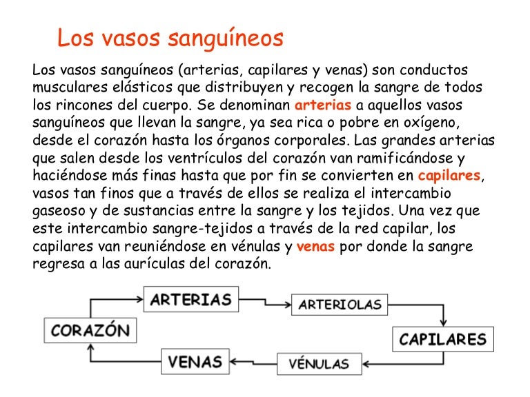 venas vasos sanguineos arterias