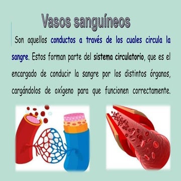 Vasos sanguineos