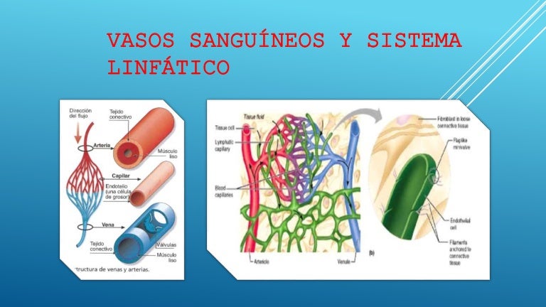 Vasos sanguíneos y sistema linfático generalidades