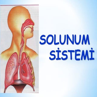 Vücudumuzdaki sistemler Solunum Sis...