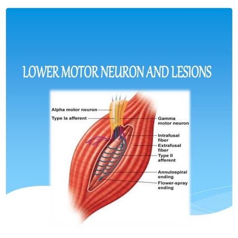 vdocument.in_lower-motor-neuron-lesions.pptx