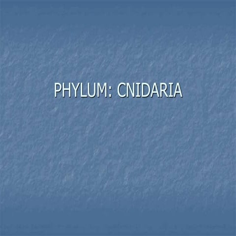 vdocuments.net_phylum-cnidaria-5696f5c22d3e6.ppt