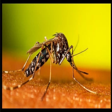 Life cycle and identification of Vectors of public health importance