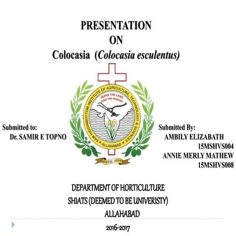 production of colocasia