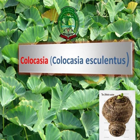 COLOCASIA 