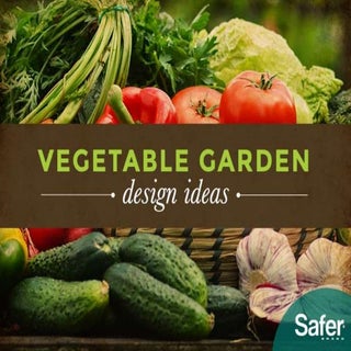 Vegetable Garden Design Ideas