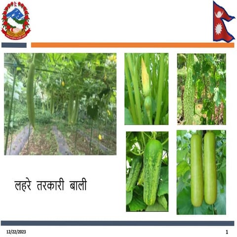 A brief info on Vegetable Insect and pest.pptx