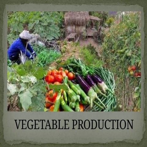 Produce organic VEGETABLE PRODUCTION.pptx