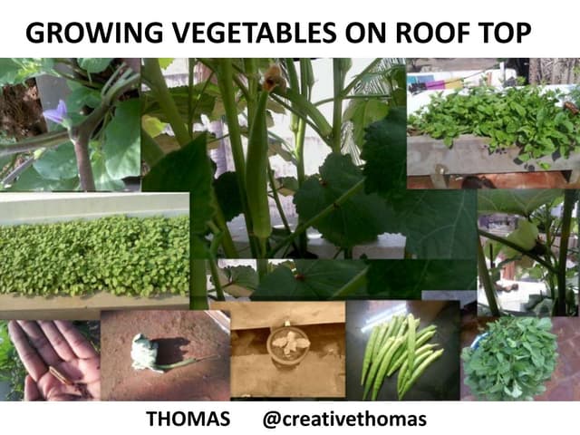 Vegetables In Sky