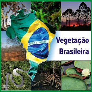 Vegetação Brasileira