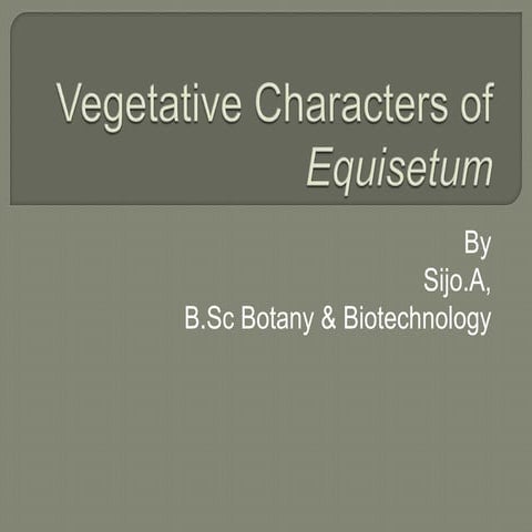Vegetative characters of equisetum