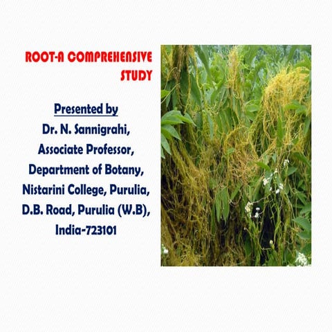 Vegetative Morphology of Plant's Root- A Comprehensive Study.