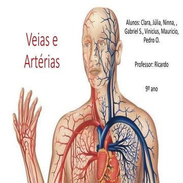 Veias E Arterias Welcome To Netter Images