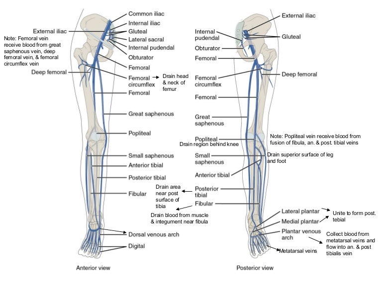 Veins draining-the-lower-limbs