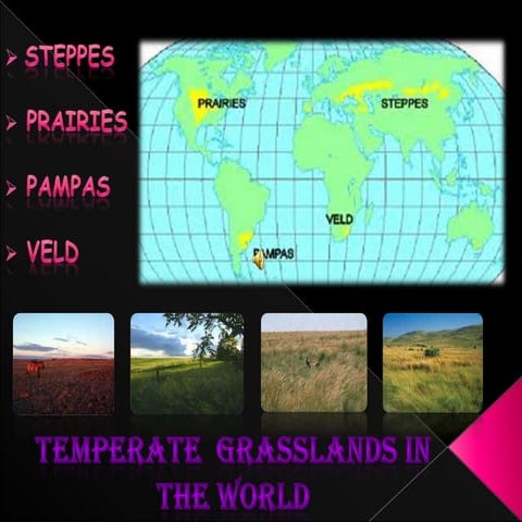 Veld | PPT