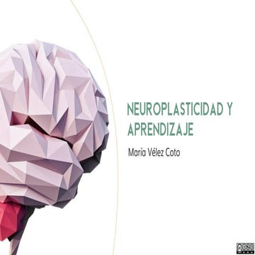 Neuroplasticidad y aprendizaje