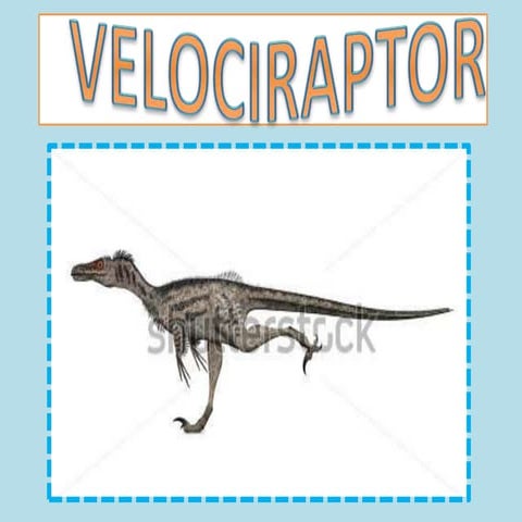 Velociraptor