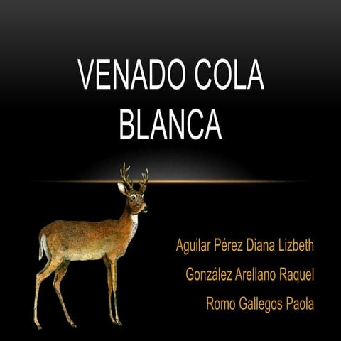 Venado cola blanca
