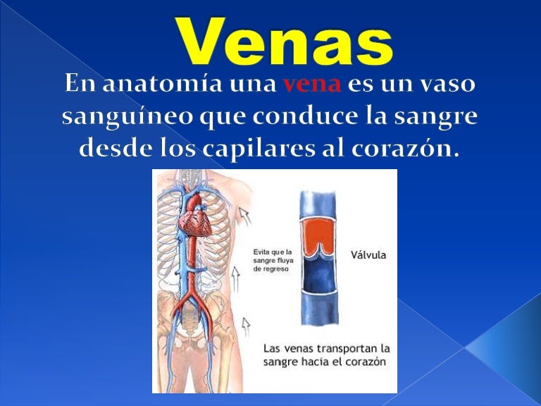 ¿cuál es la vena principal en el cuerpo humano