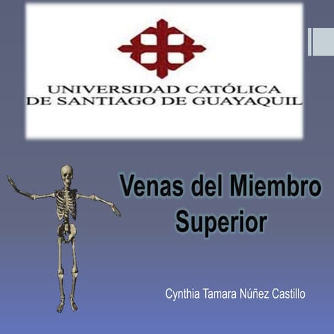 Venas del miembro superior